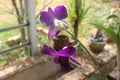 Close-up of beautiful purple larat orchid flowers in the garden. Royalty Free Stock Photo