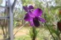 Close-up of beautiful purple larat orchid flowers in the garden. Royalty Free Stock Photo