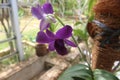 Close-up of beautiful purple larat orchid flowers in the garden. Royalty Free Stock Photo