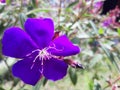 Close-up of beautiful purple lasiandra (princess flower) flowers in the garden Royalty Free Stock Photo