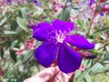 Close-up of beautiful purple lasiandra (princess flower) flowers in the garden Royalty Free Stock Photo