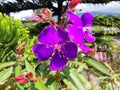 Close-up of beautiful purple lasiandra (princess flower) flowers in the garden Royalty Free Stock Photo