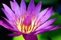 Close up beautiful purple lotus flower. Royalty Free Stock Photo