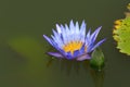 Close up Beautiful purple lotus Water Lily. Royalty Free Stock Photo