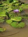 Close up beautiful purple and lotus water lily flower on water p Royalty Free Stock Photo