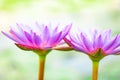 Close up beautiful purple lotus , a water lily flower in pond Royalty Free Stock Photo