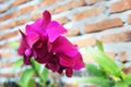 Close up of beautiful purple orchid flower on brick wall Royalty Free Stock Photo