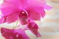 Close up of beautiful purple orchid petals in the daytime Royalty Free Stock Photo