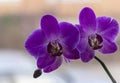 Close-up of beautiful purple phalaenopsis orchid flower, Phalaenopsis known as the Moth Orchid or Phal against light on the brown Royalty Free Stock Photo