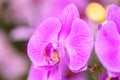 Close up beautiful purple Phalaenopsis orchids or moth orchid background. Royalty Free Stock Photo