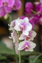 Close up beautiful purple Phalaenopsis orchids or moth orchid background. Royalty Free Stock Photo