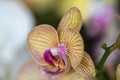 Close up beautiful purple Phalaenopsis orchids or moth orchid background. Royalty Free Stock Photo