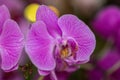 Close up beautiful purple Phalaenopsis orchids or moth orchid background. Royalty Free Stock Photo