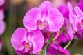 Close up beautiful purple Phalaenopsis orchids or moth orchid background. Royalty Free Stock Photo