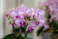 Close up beautiful purple Phalaenopsis orchids or moth orchid in a garden. Royalty Free Stock Photo