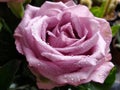 Close-up beautiful purple rose flower with water drops Royalty Free Stock Photo