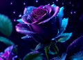 Close up of a beautiful purple rose with water drops scattered Royalty Free Stock Photo