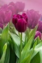 Close up of a beautiful purple tulip flower in tulip field with a blurred background of other colorful tulips Royalty Free Stock Photo