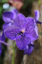 Purple vanda orchid