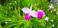 Close up beautiful purple or violet, pink and white orchid flower plant garden with copy space Royalty Free Stock Photo