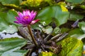 A close up of beautiful purple waterlily (Nymphaea).