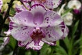 close-up purple/white orchid flower Royalty Free Stock Photo