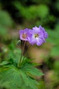 Wild flowers in bloom.