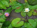 Close up beautiful purple and yellow lotus water lily flower on Royalty Free Stock Photo