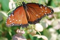 Queen butterfly orange with white spots sitting on pink flowers in the spring.