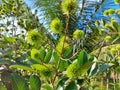 rambutan fruit in the sun.