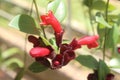 Close-up of beautiful red aeschynanthus flowers in garden Royalty Free Stock Photo