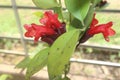 Close-up of beautiful red aeschynanthus flowers in garden Royalty Free Stock Photo