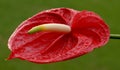 Close-up of the beautiful Red Anthurium Flower has a long yellow stamen with dewdrops