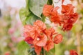 close up beautiful red bougainvillea flowers. High quality photo Royalty Free Stock Photo