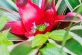 Close up of a beautiful red Bromeliad flower Royalty Free Stock Photo