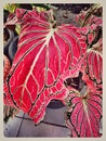 Close up of beautiful Red Caladium leaf texture Royalty Free Stock Photo