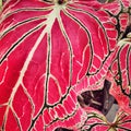 Close up of beautiful Red Caladium leaf texture Royalty Free Stock Photo