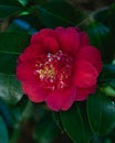 Close up of a beautiful red Camelia flower blossom Royalty Free Stock Photo