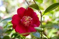 Close up of a beautiful red Camelia flower blossom on a tree Royalty Free Stock Photo