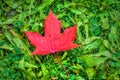 Red Canadian maple leaf in Autumn on green grass background Royalty Free Stock Photo