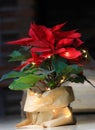 Beautiful red christmas flower poinsettia. Royalty Free Stock Photo