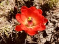 Claret cup cactus flower