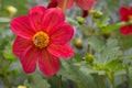 Close up of beautiful red dahlia flower on garden. Natural flowers background. Royalty Free Stock Photo