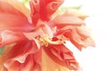 Close up beautiful red flower can be called hibiscus rosa, china Royalty Free Stock Photo