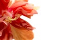 Close up beautiful red flower can be called hibiscus rosa, china Royalty Free Stock Photo