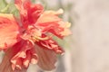 Close up beautiful red flower can be called hibiscus rosa, china Royalty Free Stock Photo