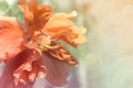 Close up beautiful red flower can be called hibiscus rosa, china Royalty Free Stock Photo