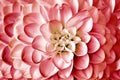 Close up of beautiful  red  flower  dahlia  background. Royalty Free Stock Photo