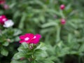 Close up beautiful red flower impatiens on green garden background