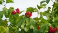 Close-up of beautiful red fruits of viburnum vulgaris. Guelder rose viburnum opulus berries and leaves in the summer Royalty Free Stock Photo